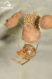Preventing Spider Eggs Everything To