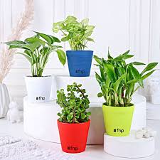 Fnp Your Source For Indoor Plants For
