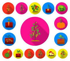 Plant Vegetable Flat Icons In Set