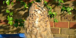 Rare Exotic Owl Is Sitting On Bins And