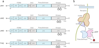 the jak stat signaling pathway from