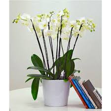 Plant From All Y Orchids At