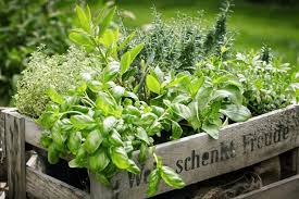 Herb Garden Design Ideas And Growing