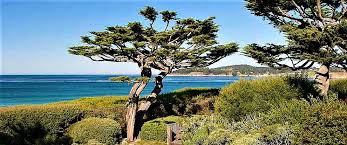 Plants For Coastal Gardens
