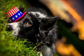 Why Fireworks Scare Some Dogs But Not