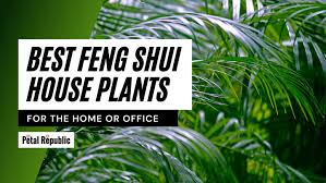 Feng Shui Plants In The Bedroom