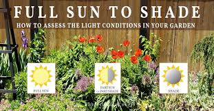 Full Sun To Shade How To Assess Light