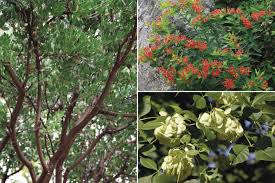 The Best Of The Best Native Plants