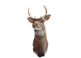 Premium Photo Taxidermy Of Head Deer