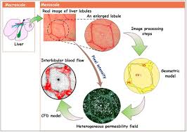 Blood Perfusion Within The Liver Lobules