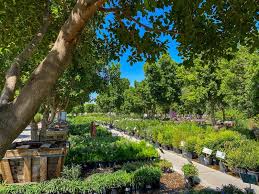 Tree Care Guides From Moon Valley Nurseries