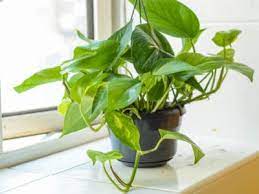 Is Pothos Toxic To Dogs And Cats