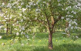 The Best Fruit Trees For Your Garden
