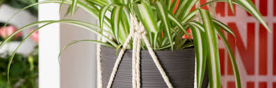 Spider Plant Care Guide The Little