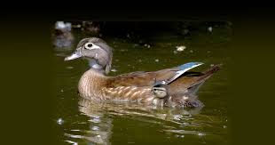Wood Duck Nest Box Report 2023 Cache