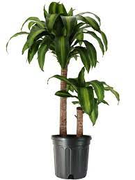 Best Indoor Trees And Tropical Plants