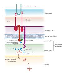 Hemidesmosomes Overview Structure