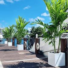 Palm Tree Planter What Kind Of Pot