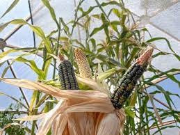 Growing Corn In A Greenhouse