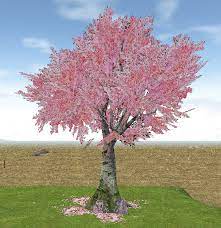 Homestead Gorgeous Cherry Blossom Tree