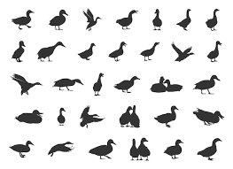 Duck Silhouettes Mallard Silhouette