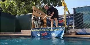 bold and gutsy dock diving dog breeds