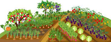 Vegetable Garden Cartoon Images