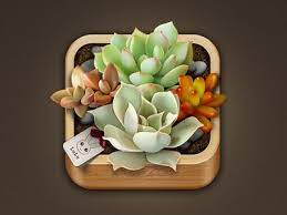 Succulent Plants Icon Design