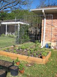 Tomato Trellis With A Cattle Panel