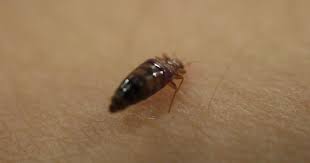Bed Bug Warning To Anyone Going On