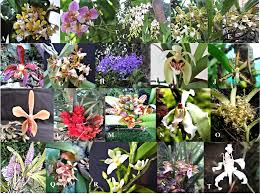 Vandaceous Orchids Orchidaceae