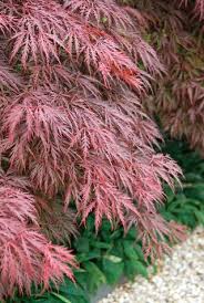 Best Trees For Small Gardens 10 Best