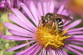 This Tiny Gentle Bee Keeps Busy