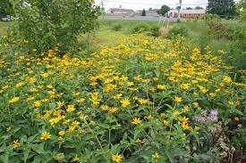 Rain Gardens Virginia Department Of