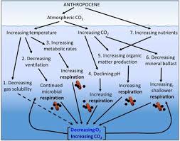 Frontiers Microbial Respiration The