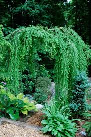 Intriguing Trees For Your Garden