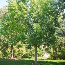 White Oak Trees For At Arbor Day S