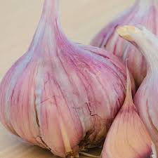 Gurney S Purple Glazer Hardneck Garlic