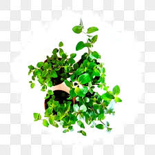 Top View Plant Png Transpa Images