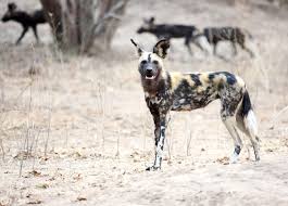 Hyena Vs Wild Dog How To Spot The