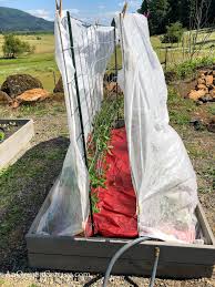 Trellising Tomatoes The Easy Way An