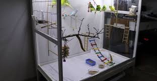 Acrylic Bird Cages Safe For Budgerigars