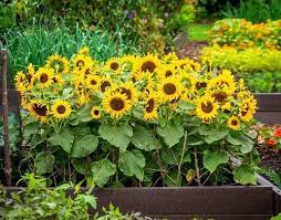 42 Best Sunflower Companion Plants