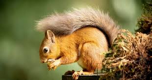 Scotland To See Elusive Red Squirrels