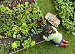 Raised Garden