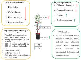 Cadmium Contaminated Soils