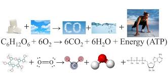 Following Biochemical Equation