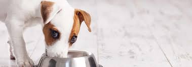 Can Dogs Eat Soy How Safe Is It
