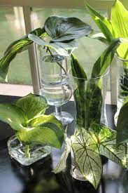 Greenery In Glass Plant Centerpieces