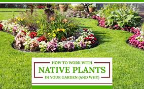 Native Plants In Your Garden